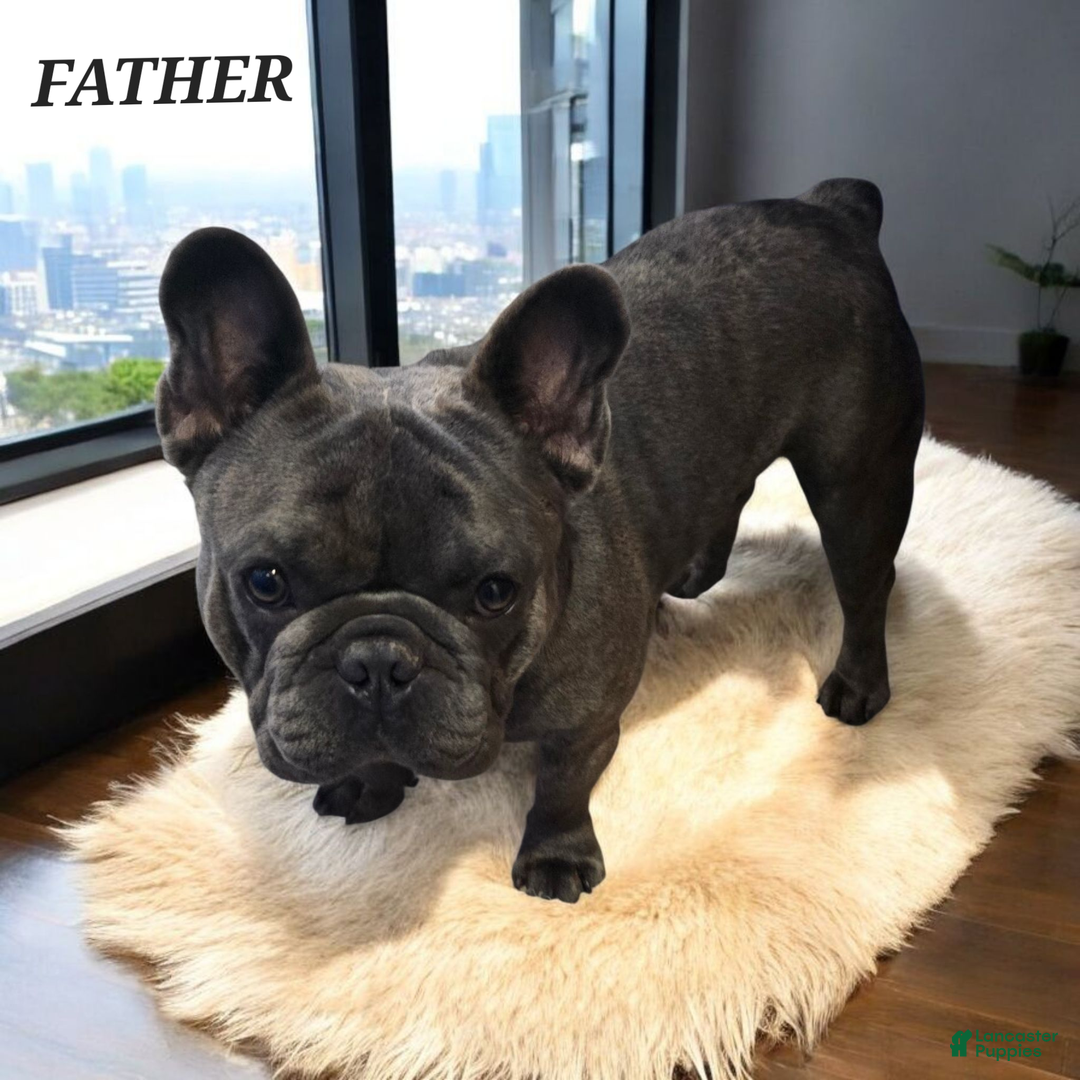 French Bulldog dogs for sale: Rocky French Bulldog  - Ad 8
