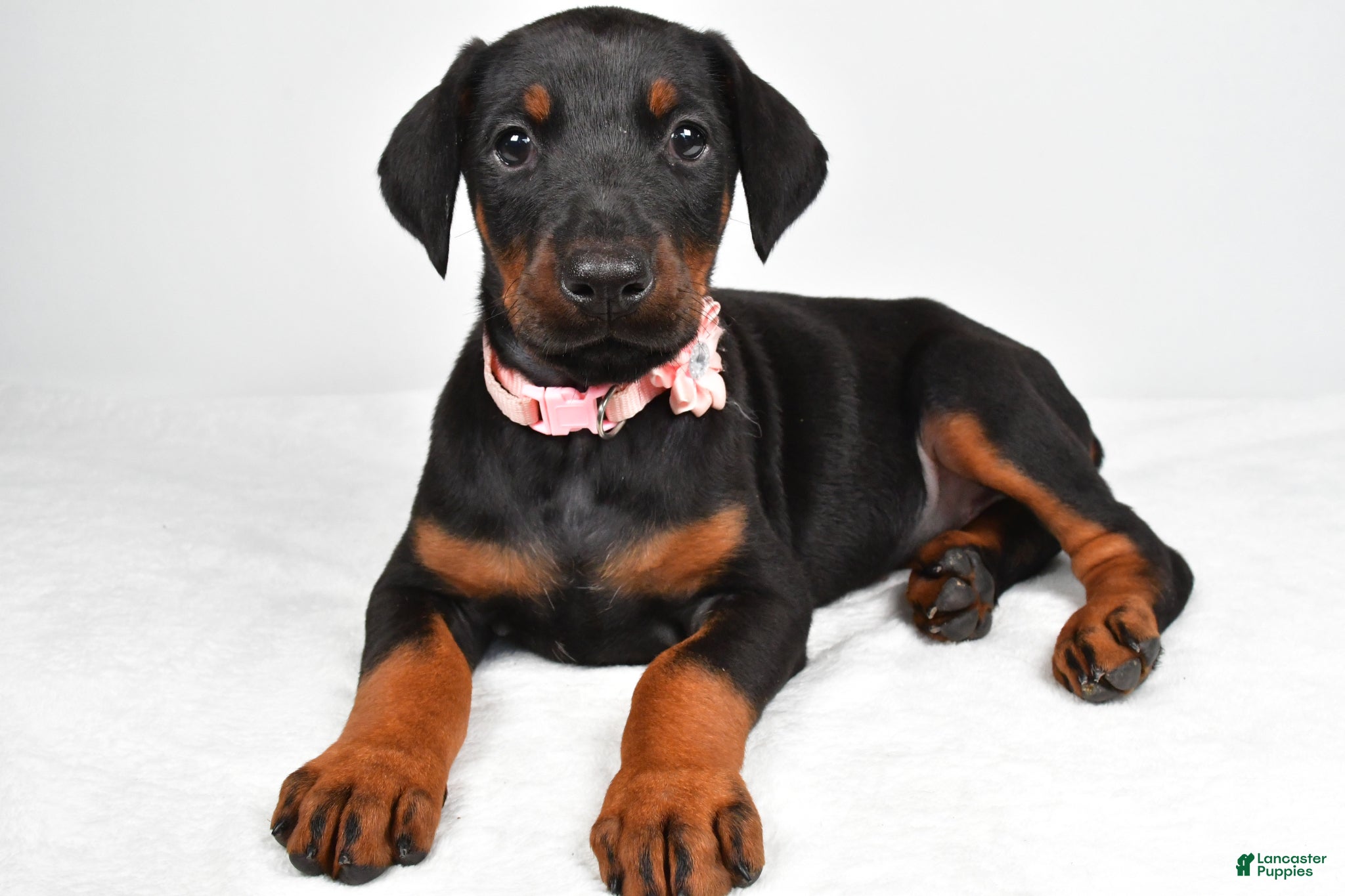 Doberman Pinscher dogs Lexi - Ad 1