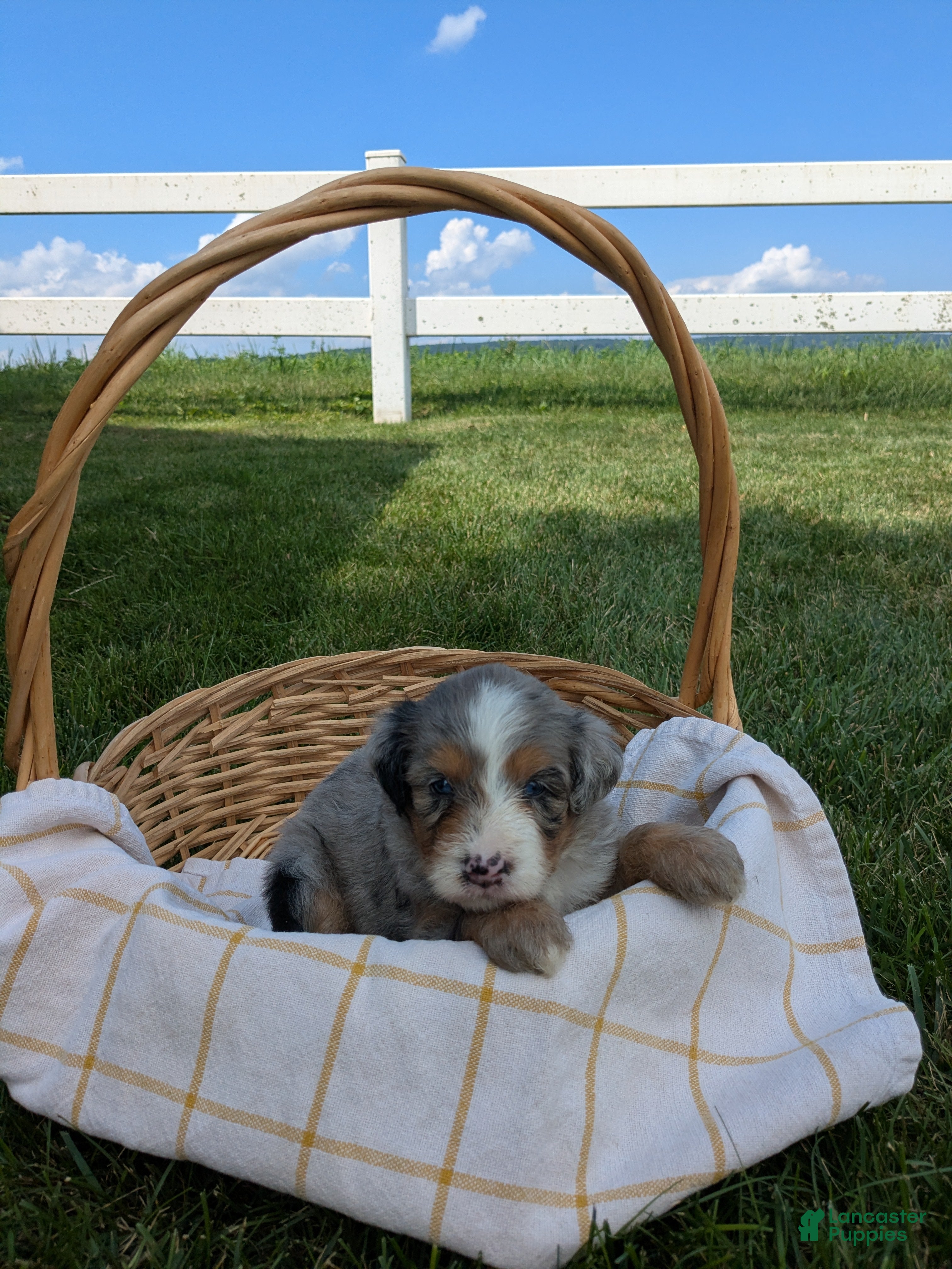 Bernedoodle dogs Nina  - Ad 2