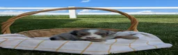 Bernedoodle dogs for sale: Nina  - Ad 2