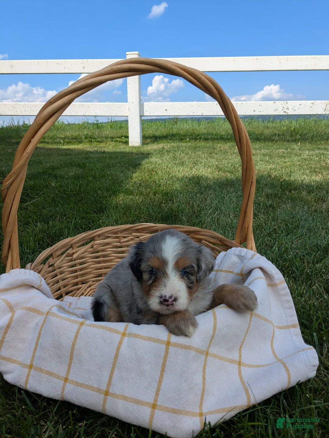 Bernedoodle dogs for sale: Nina  - Ad 2