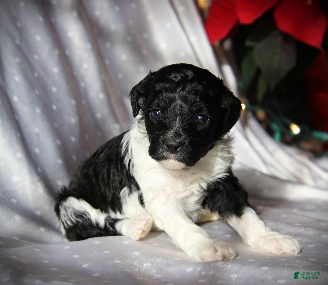 Cockapoo dogs for sale: Dazzle - Ad 6