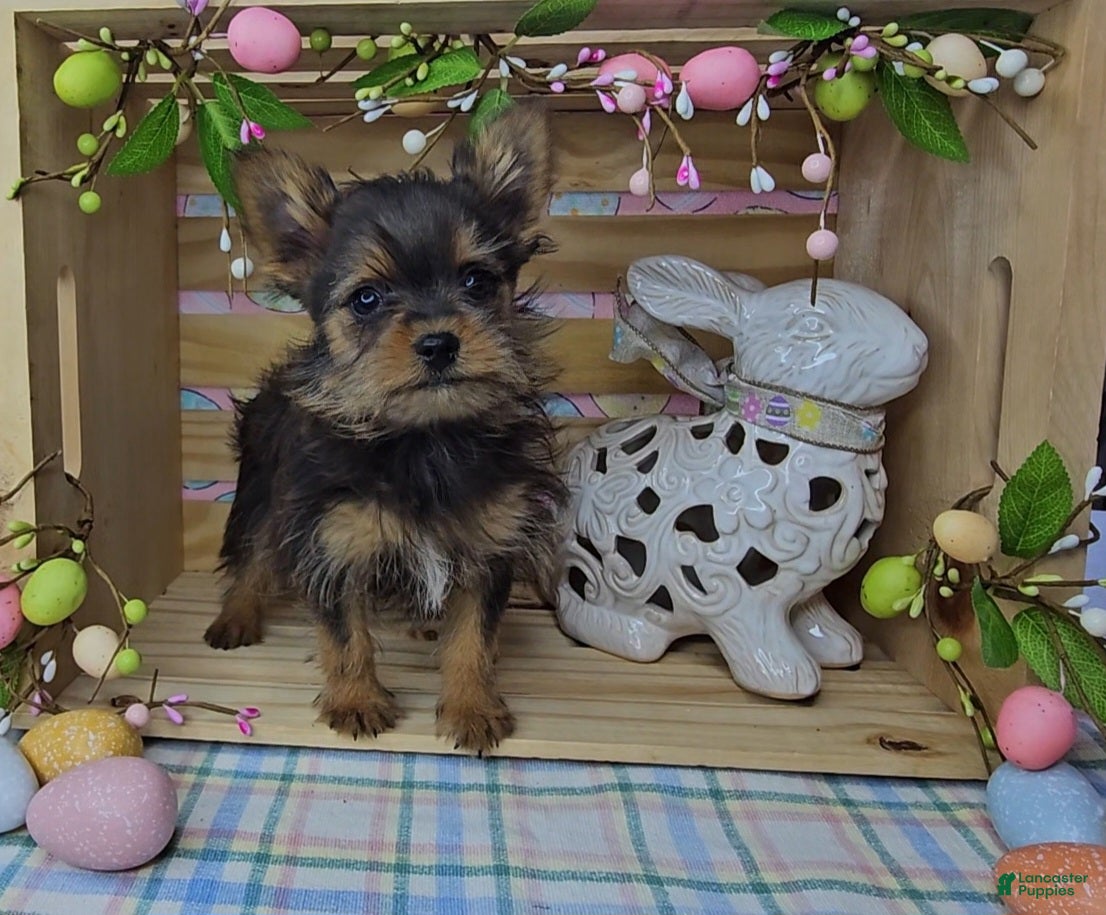 Mixed Breed dogs Logan - Ad 1