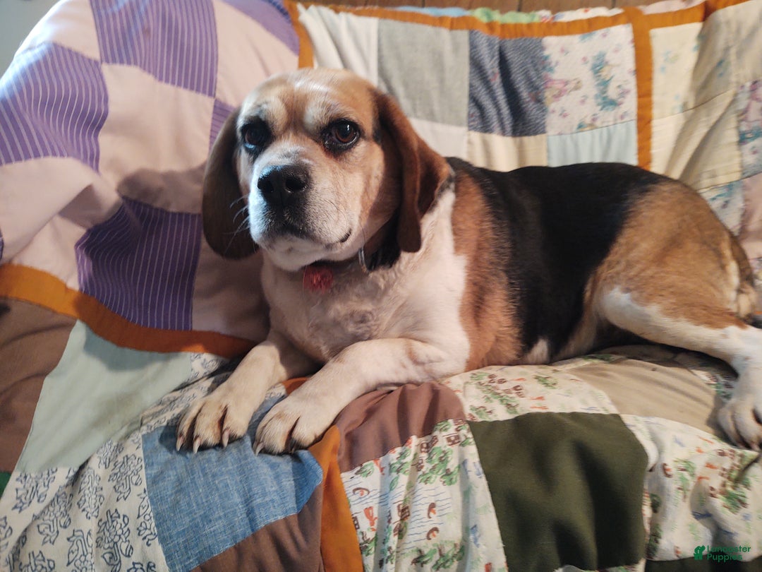 Puggle dogs for sale: Brent - Ad 18