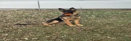 German Shepherd dogs for sale: Black Female - Ad 12