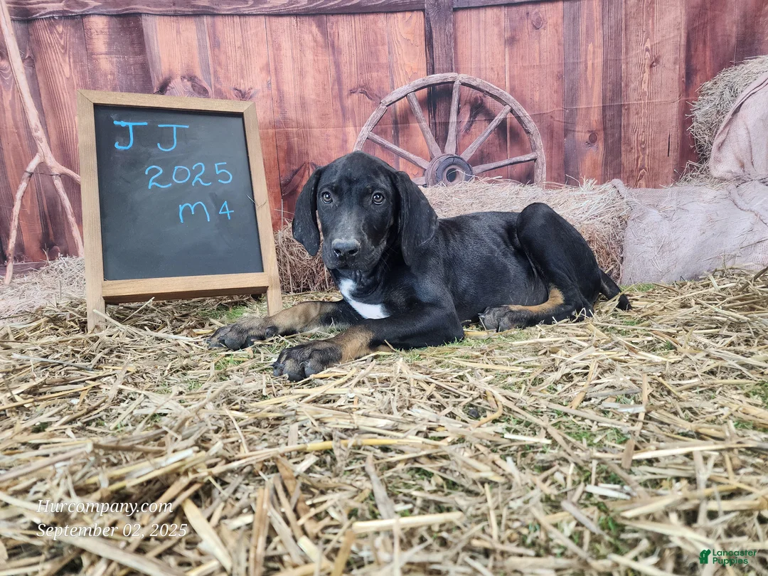Catahoula Leopard Dog dogs for sale: JJ 2025 Male 4 - Ad 1