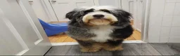 Bernedoodle dogs for sale: Bernedoodle Puppy 1 - Ad 4