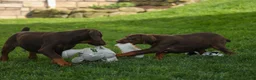 Doberman Pinscher dogs for sale: PENNY - Ad 20