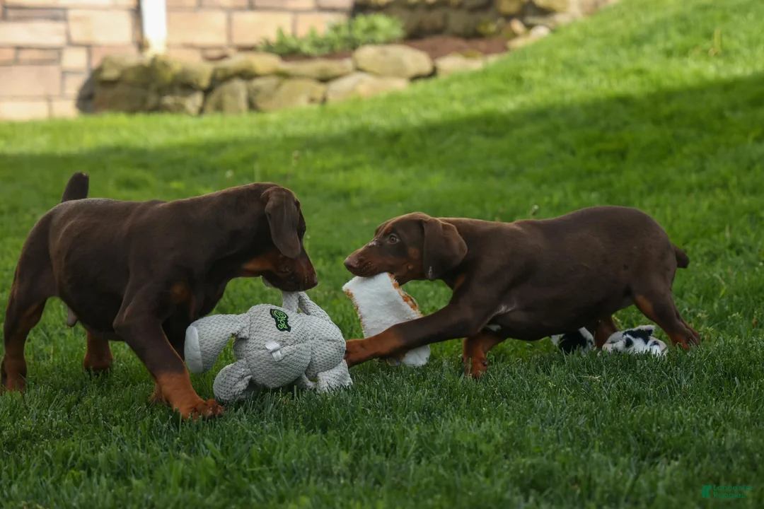 Doberman Pinscher dogs for sale: PENNY - Ad 20