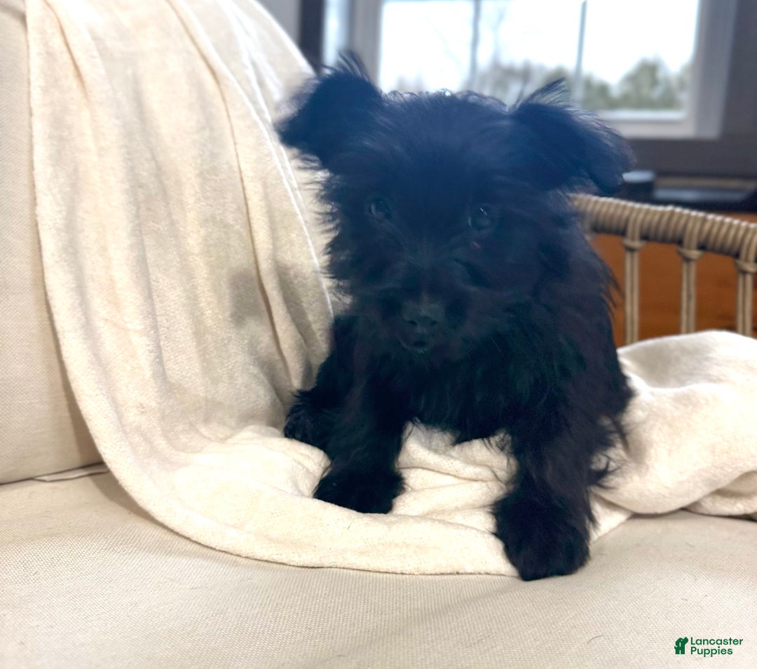 Yorkiepoo dogs for sale: Dakota - Ad 12