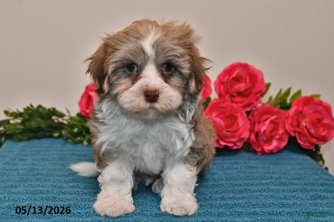 Havanese dogs for sale: Cash - Ad 2