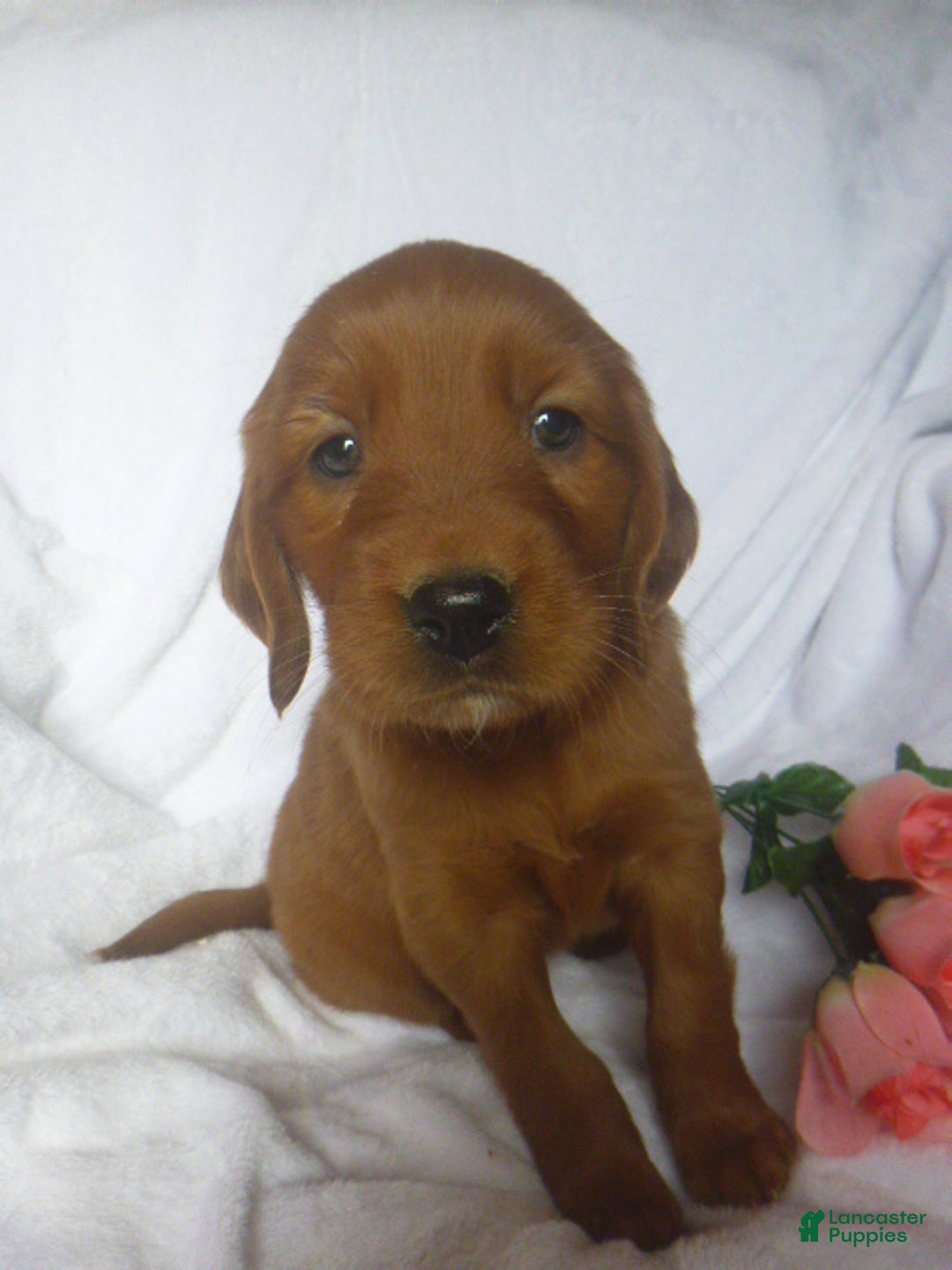 Mixed Breed dogs for sale: Patsy - Ad 1