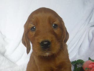 Mixed Breed dogs Patsy - Ad 34