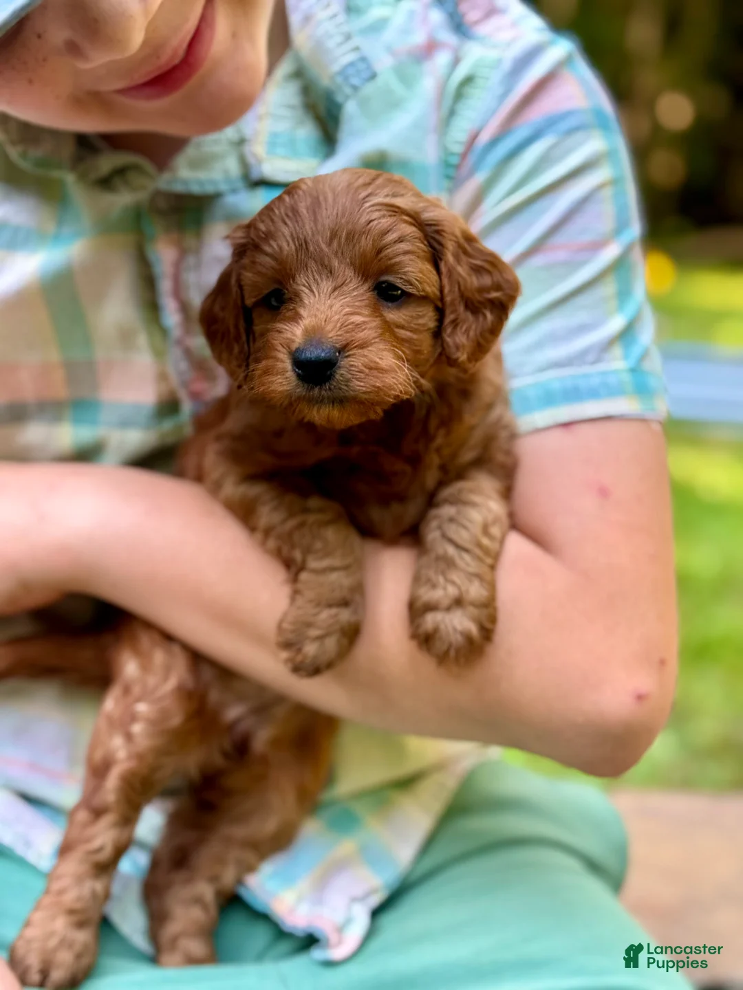 Mini Goldendoodle dogs for sale: Minnie - F1b mini girl - Ad 7