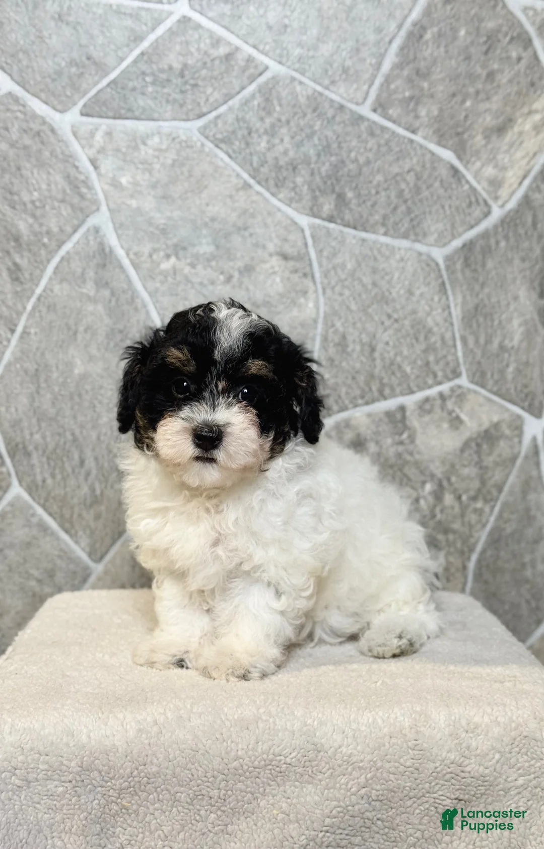 Toy Poodle dogs for sale: Lacy Girl - Ad 1