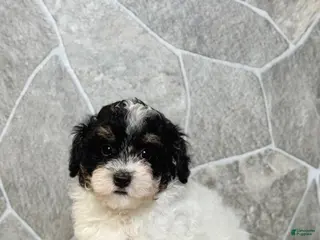 Toy Poodle dogs Lacy Girl - Ad 41