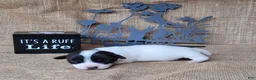 Jack Russell Terrier dogs for sale: Piper JRT purebred DELIVERY AVAILABLE  - Ad 3