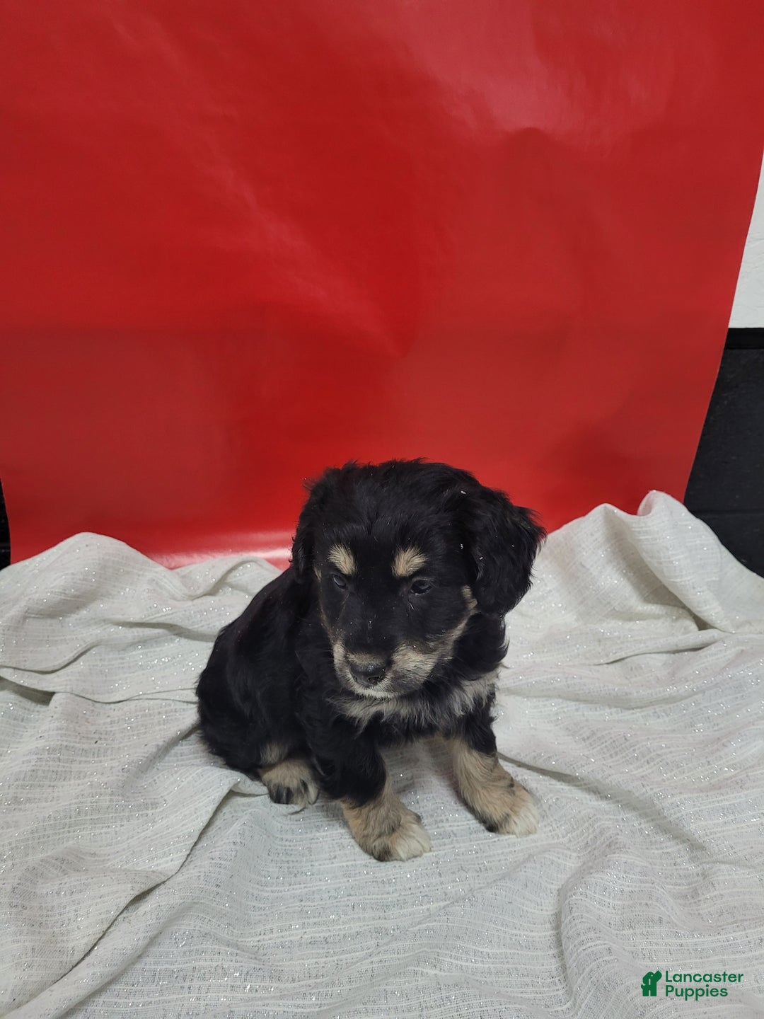 Mixed Breed dogs for sale: Mixed Breed Puppy 3rose - Ad 3