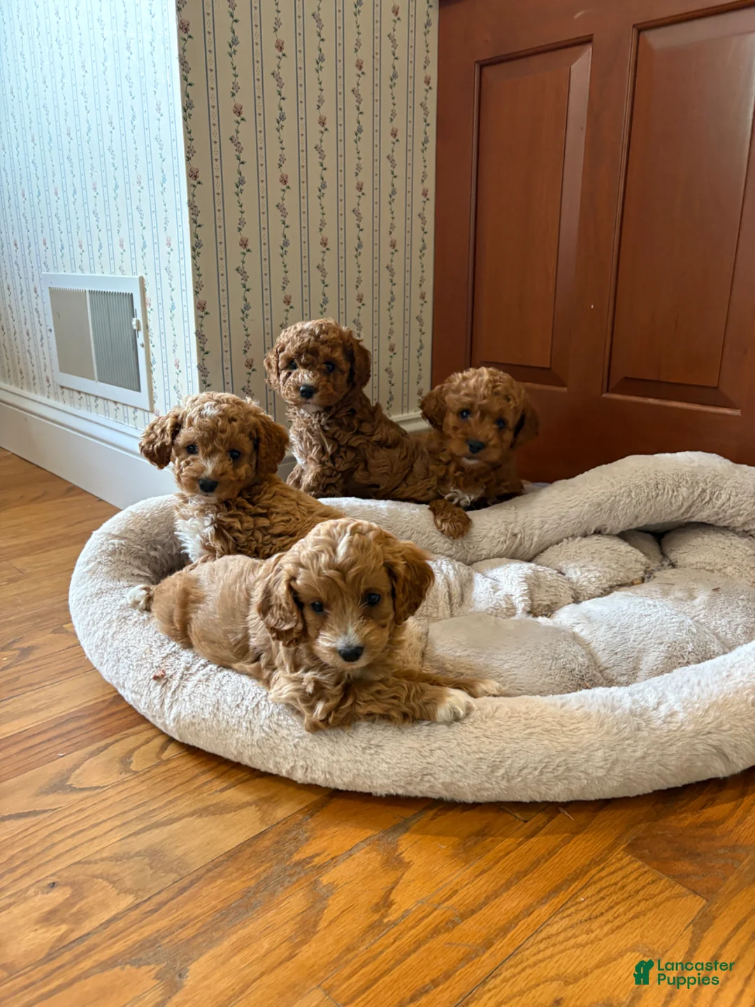 Cockapoo dogs for sale: Cockapoo Puppy 1 Buddy  - Ad 4