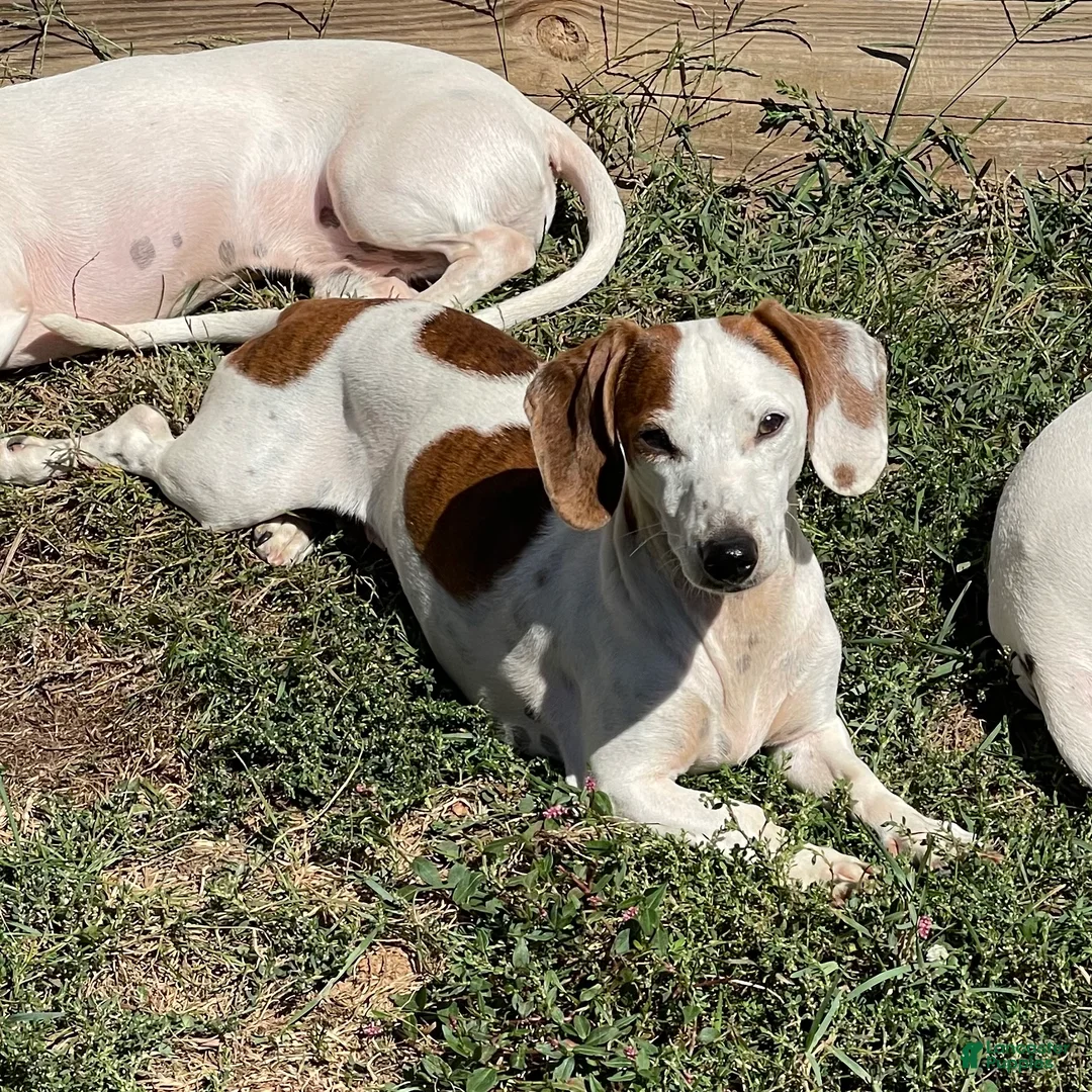 Miniature Dachshund dogs for sale: Bobo - Ad 1