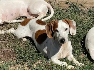 Miniature Dachshund dogs for sale: Bobo - Ad 2