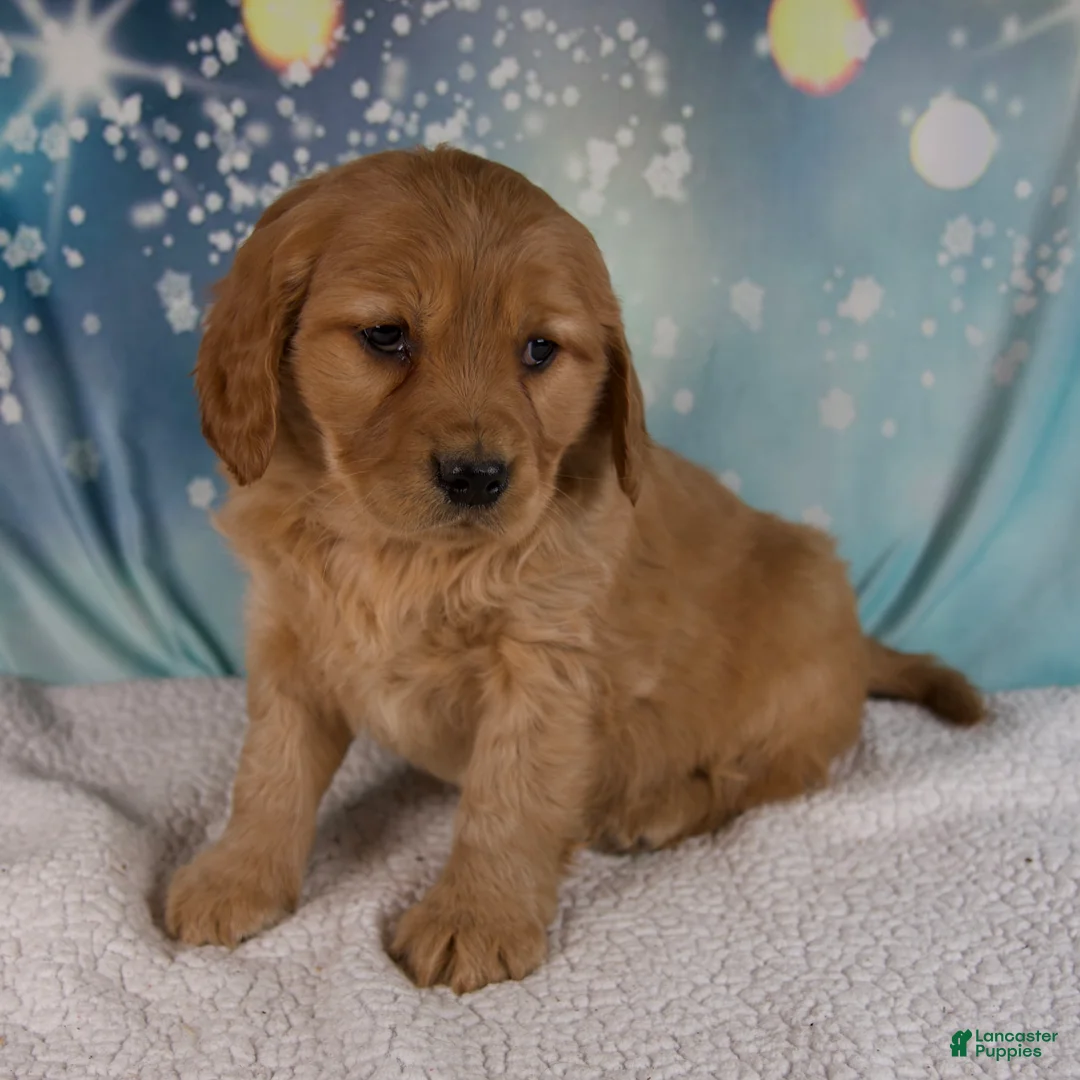 Mixed Breed dogs for sale: Jasper - Ad 5