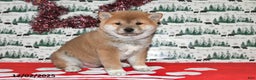 Shiba Inu dogs for sale: Liko - Ad 2