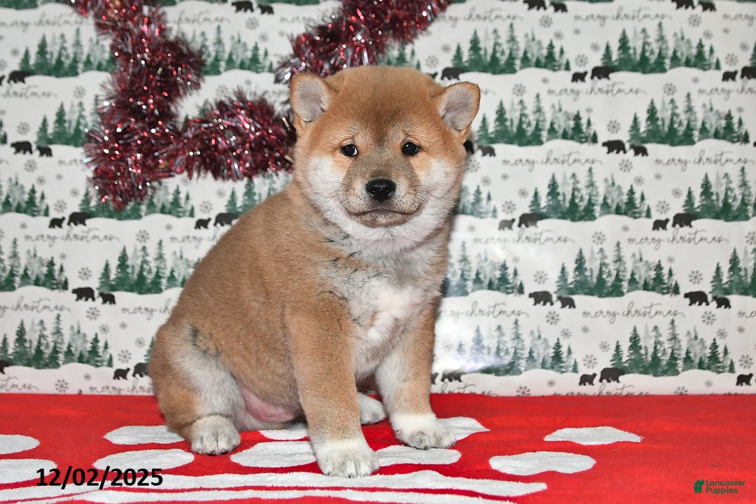 Shiba Inu dogs for sale: Liko - Ad 2