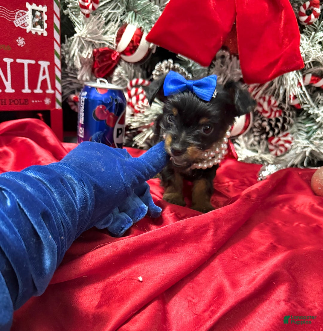 Yorkshire Terrier dogs for sale: Rigatoni  - Ad 5