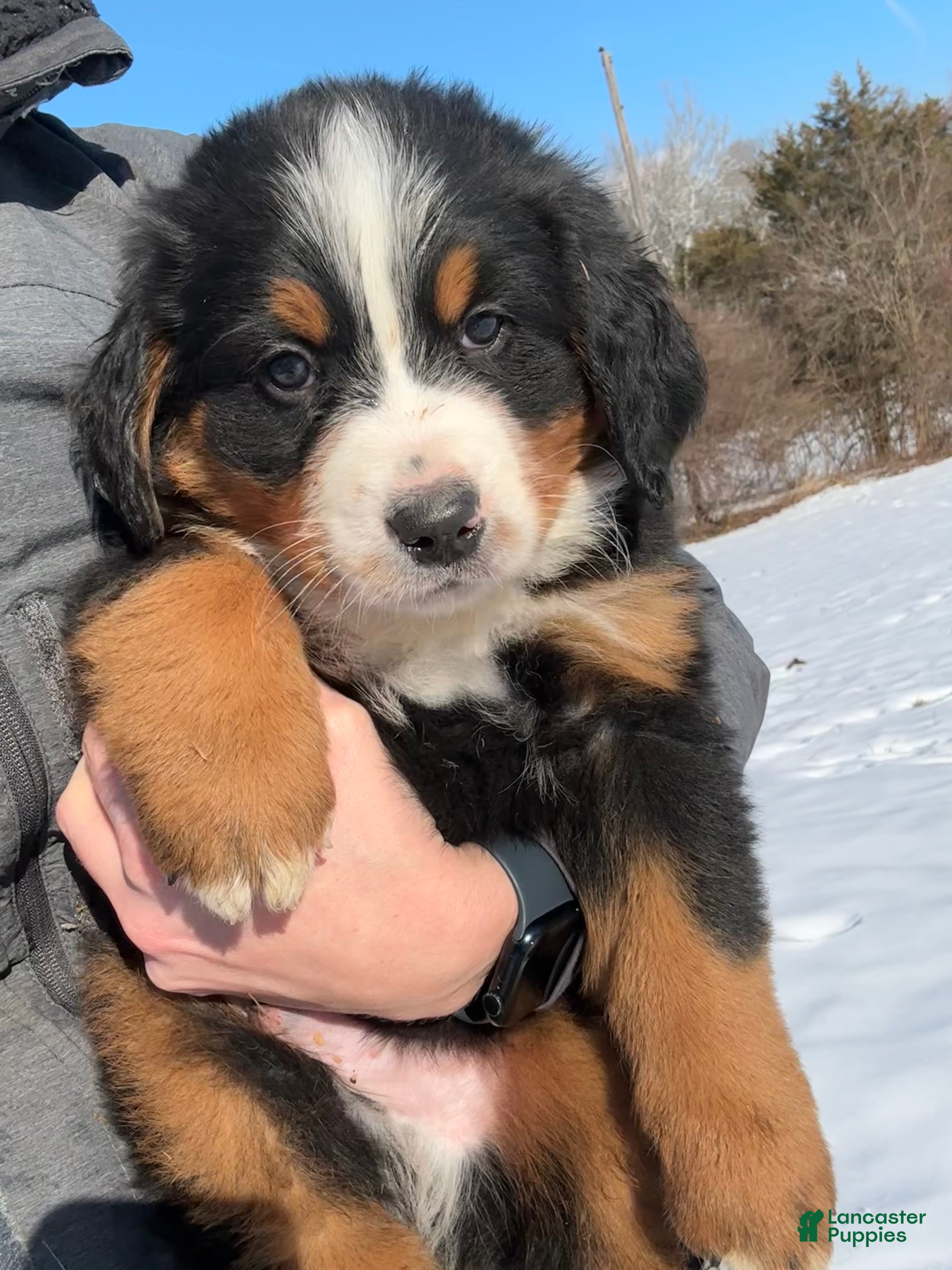 Bernese Mountain Dog dogs Jordan - Ad 37