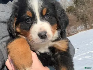 Bernese Mountain Dog dogs Jordan - Ad 41