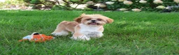 Shih Tzu dogs for sale: Flash - Ad 3