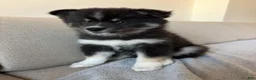Pomsky dogs for sale: Cookie - Ad 3