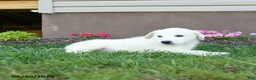 Maremma Sheepdog dogs for sale: Elvis - Ad 5