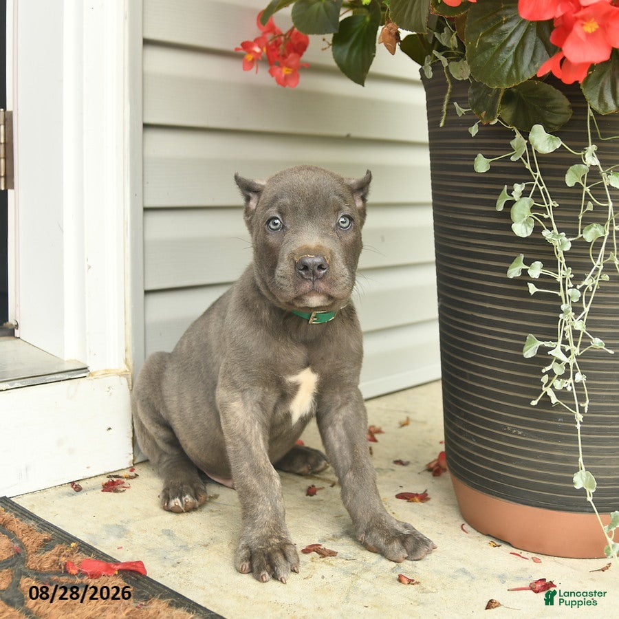 Cane Corso dogs Mason  - Ad 1
