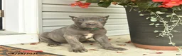 Cane Corso dogs for sale: Mason  - Ad 1