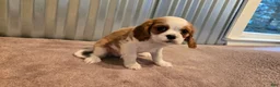 Cavalier King Charles Spaniel dogs for sale: Demi - Ad 5