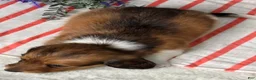 Miniature Dachshund dogs for sale: Andy - Ad 4