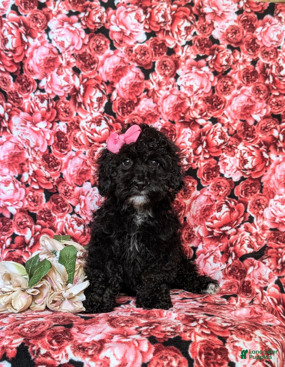 Cockapoo dogs for sale: Odette Hypoallergenic - Ad 2