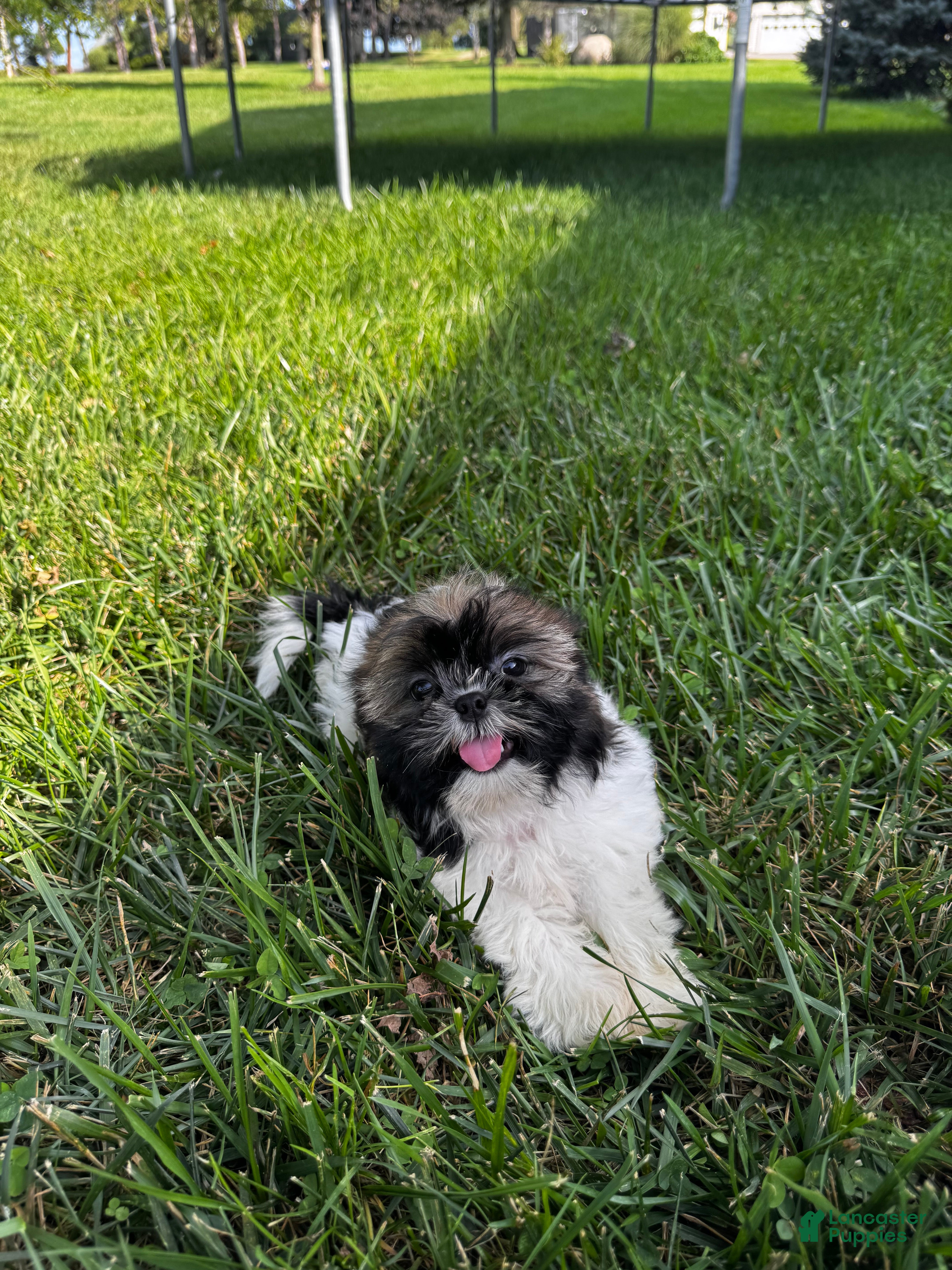Shih Tzu dogs Shep - Ad 2