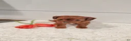 Cavapoo dogs for sale: Sparkle - Ad 4
