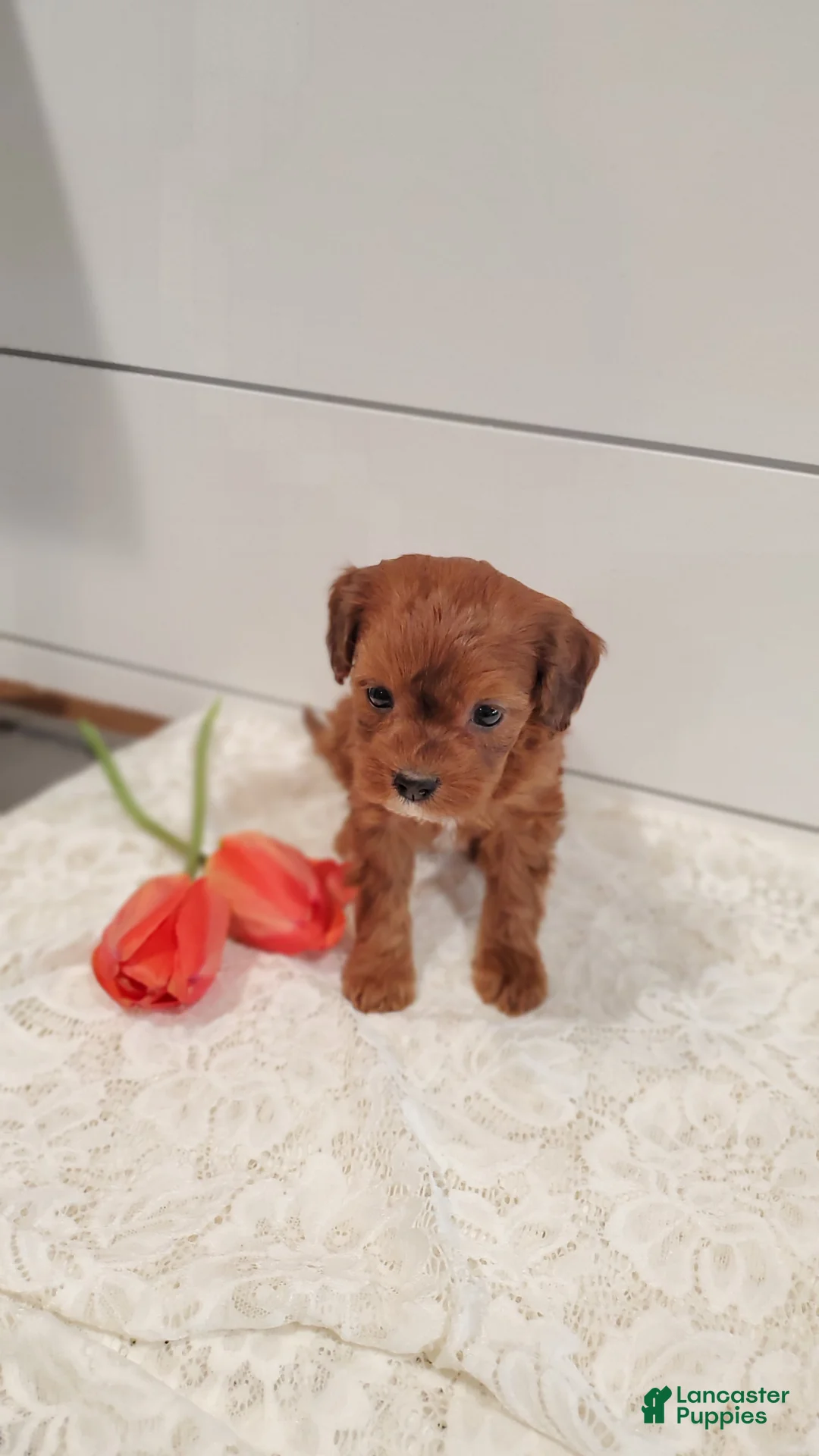 Cavapoo dogs for sale: Coral  - Ad 14