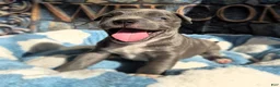 American Bully dogs for sale: "DMX" BLUE NOSE / BLUE EYES - Ad 3