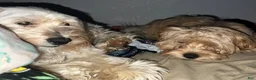 Mixed Breed dogs for sale: Mixed Breed 3 - Ad 2