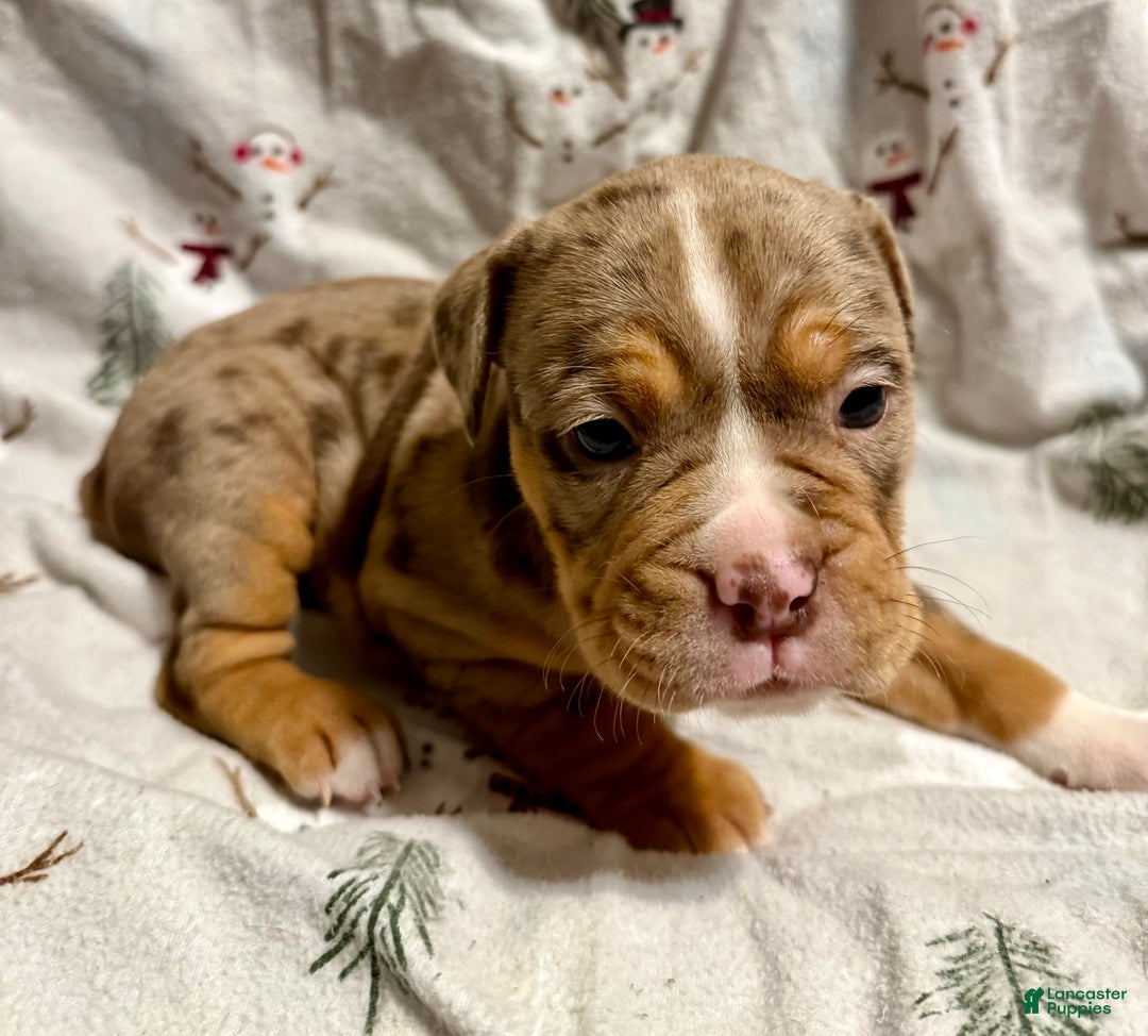 Olde English Bulldogge dogs for sale: Beth  - Ad 2