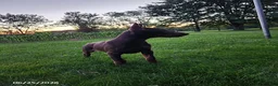 Doberman Pinscher dogs for sale: Grant - Ad 5