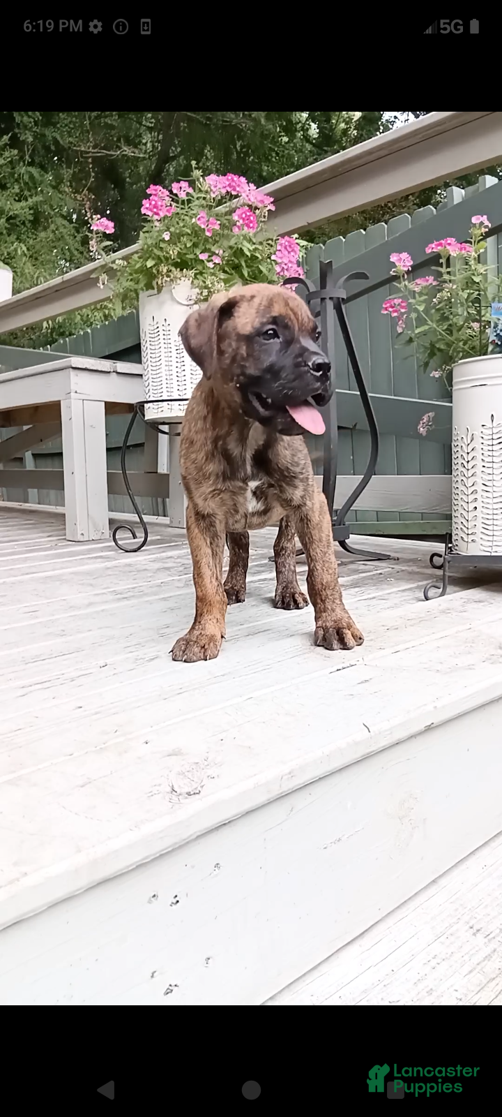 Bullmastiff dogs Buddy - Ad 1