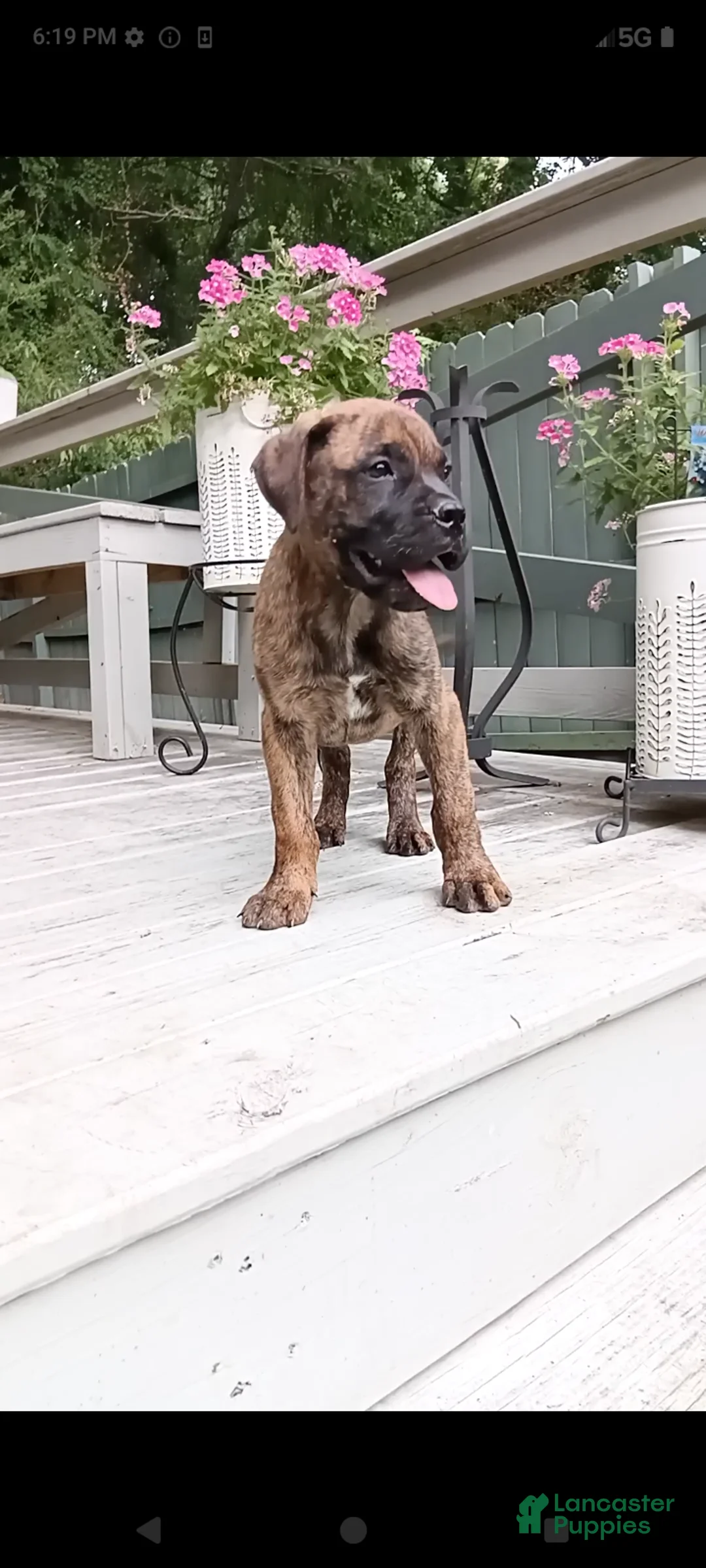Bullmastiff dogs for sale: Buddy - Ad 1