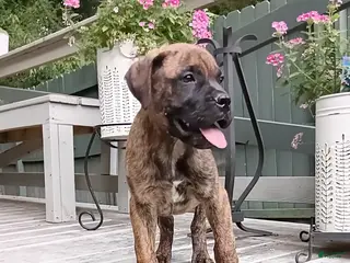 Bullmastiff dogs for sale: Buddy - Ad 1