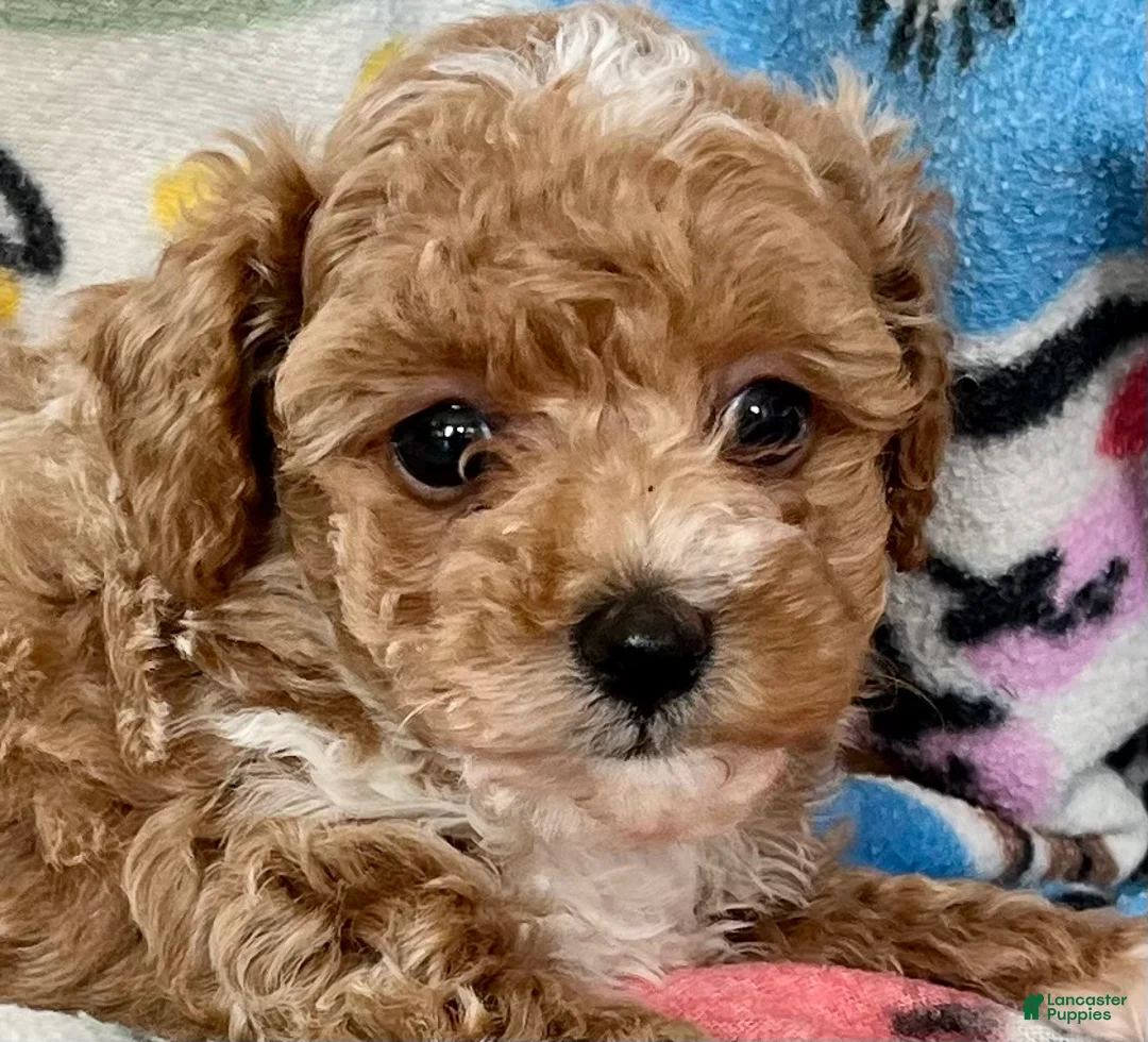 Toy Poodle dogs for sale: Butterscotch pudding pop ❤️ mom and dad weigh 4 pounds ❤️ crate/potty train ❤️ 717-344-8460 - Ad 2